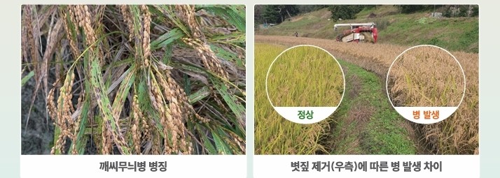 벼 깨씨무늬병, 선제적 토양 관리로 ...