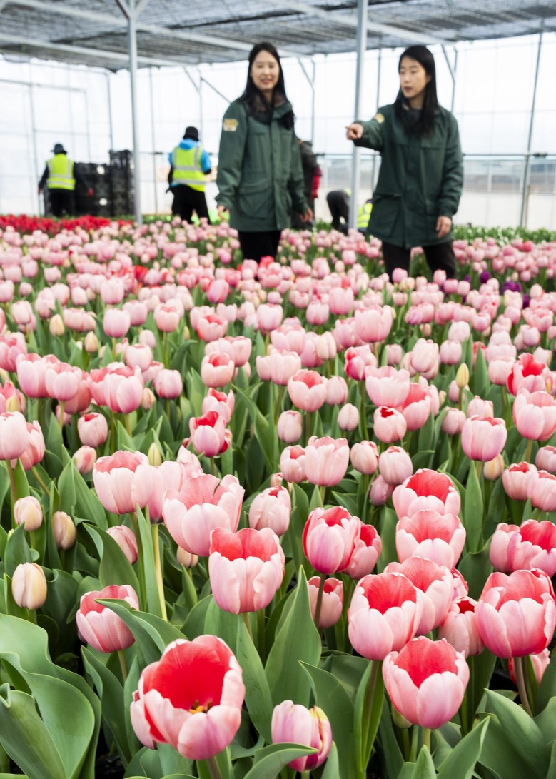 에버랜드, 120만 송이 봄꽃 ‘튤립...