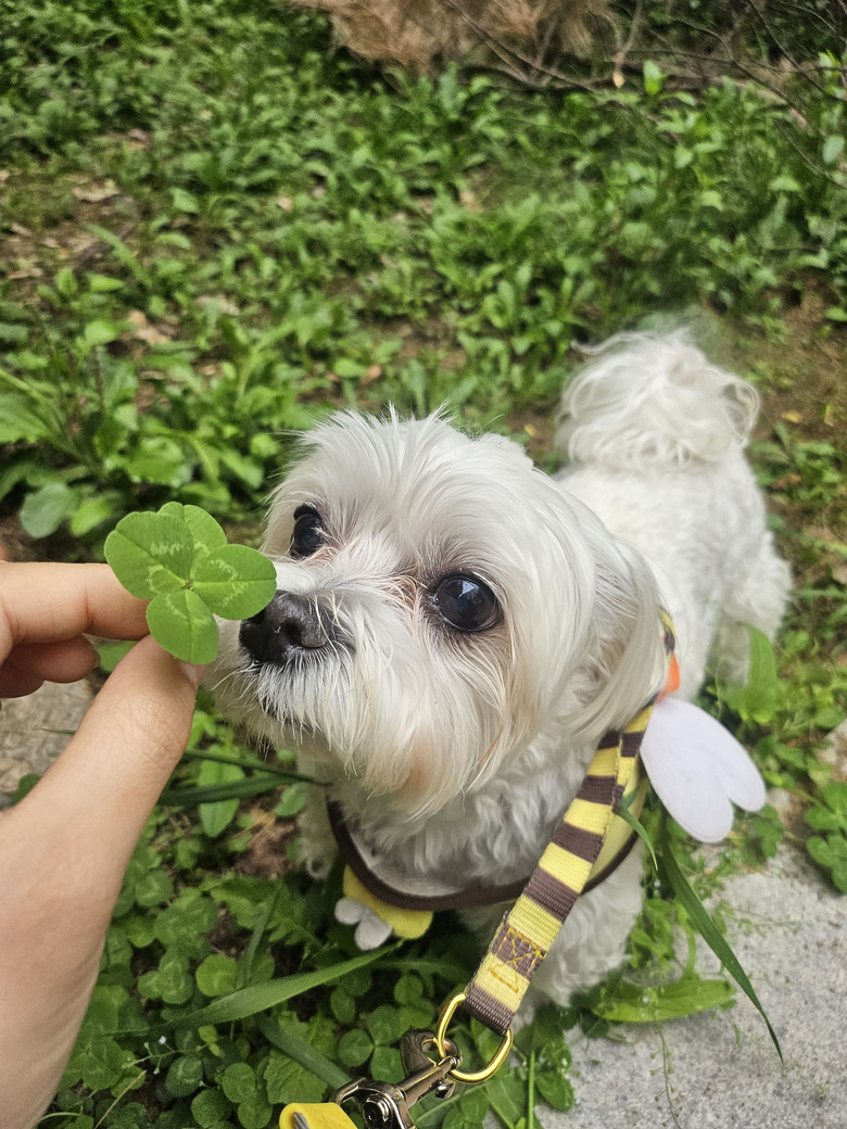 성남시, 반려동물 의료서비스 지원사업...